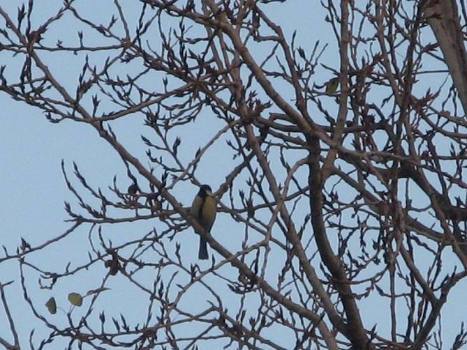 Birdwatching dell''Epifania